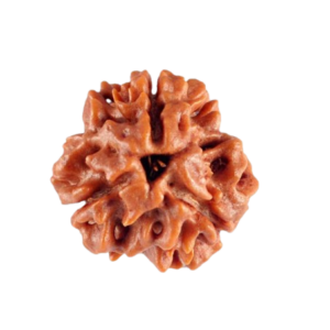 3 Mukhi