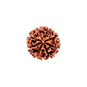 8 Mukhi